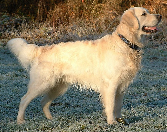 Golden Retriever standing outdoors, an example of the breed