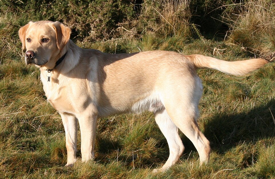 Labrador Retriever outdoors, a breed example rather than a puppy available for delivery