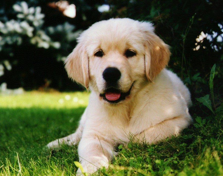 Fluffy Golden Retriever puppy resting on green grass in a garden